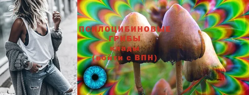 Псилоцибиновые грибы Psilocybe  Калининск 